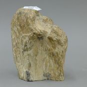 A piece of fossilized wood, the underside bearing label inscribed 'Fossil Wood Ayr Beach Scotland'.