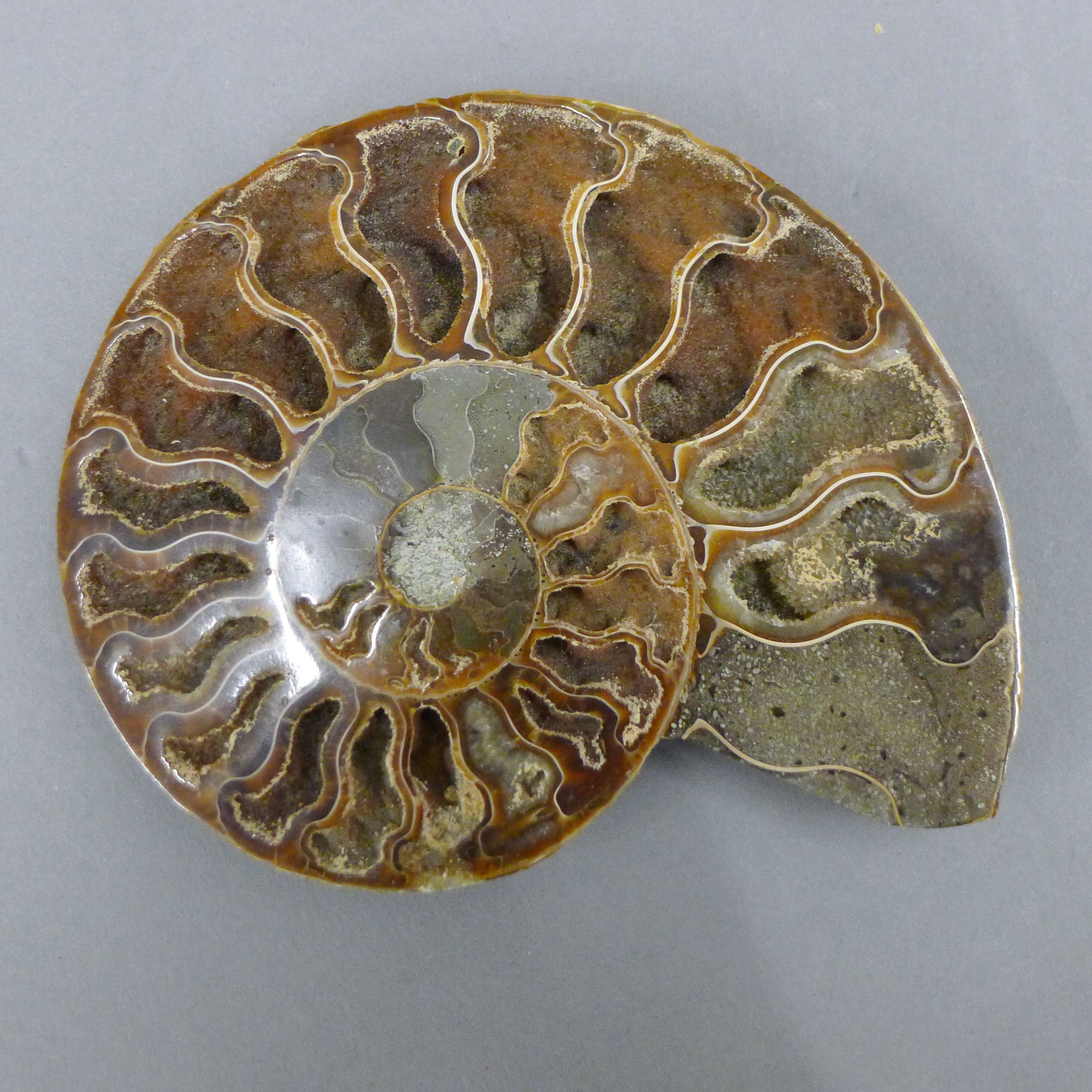 A quantity of various fossils, including a fish, a cut and polished ammonite, - Image 8 of 12