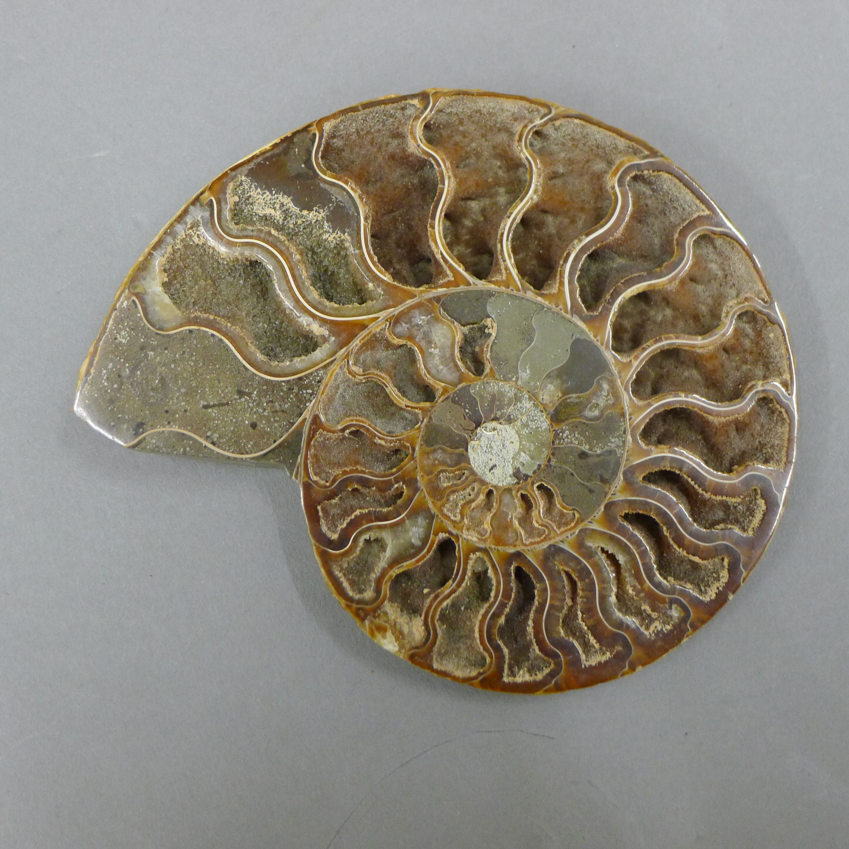 A quantity of various fossils, including a fish, a cut and polished ammonite, - Image 6 of 12