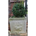 Pair of composite square garden urns, sides relief decorated with fruit bunches, set with box plant,