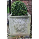 Pair of composite square garden urns, sides relief decorated with fruit bunches, containing box