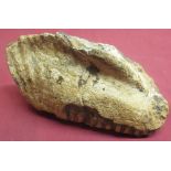 Mammoth tooth, from the Shaw Collection found in the Woodhall Gravels, Lincolnshire