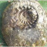 Large Ammonite fossil(Approx. 77cm by 66cm)