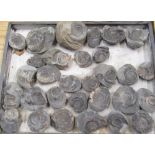 Collection of Ammonite fossils(31)