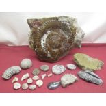 Large glaze covered ammonite, three smaller ammonites and a collection of fossils