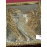 Early C20th taxidermy figure of a bird in glazed case H26cm x W23cm