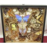 Framed display of butterfly specimens, 36cm x 37cm
