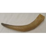 Cow horn musical trumpet, approx L52cm