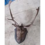Early 20th century taxidermy deer head mounted on Oak shield shaped wall mount, together with a