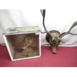 Early C20th taxidermy study of a barn owl W39cm D20cm H39cm and a head of a red deer (2)