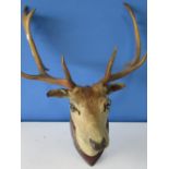 Taxidermy - Deer head and neck with antlers on shield shaped plaque, H83cm W70cm