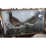 Edwardian cased taxidermy study of a hen and cock pheasant in naturalistic setting, 81cm x 20cm x