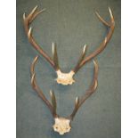 Two stag antler skull mounts