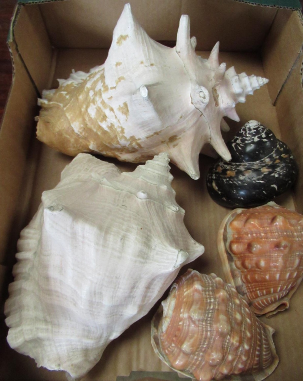Collection of various sea shells, L24cm H14cm max (5)