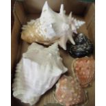 Collection of various sea shells, L24cm H14cm max (5)