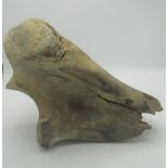 Mammoth bone, possibly the top of a Radius Bone