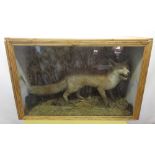Taxidermy - a full fox, standing snarling in naturalistic setting, glazed front case, W97D38 H63