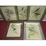 Collection of ornithological prints, 35cm x 27cm max (5)