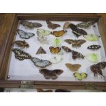 Collection of Indian and other Eastern butterflies and moths, pin mounted in two wooden boxes,