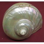 Nautilus Nacre mother of pearl shell, W18cm H15cm