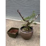 Large salt-glazed garden pot approx. W22" H17" with bonsai tree, large terracotta painted garden pot