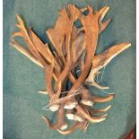 Collection of fallow deer antlers