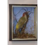 Cased Eurasian Green Woodpecker in scenic setting, W30cm D16.5cm H35.7cm