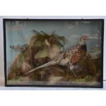 Cased taxidermy male pheasant in scenic setting, W77cm D24cm H53.3cm