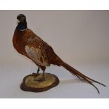 Taxidermy standing male adult pheasant on wood base with moulded scenic ground, H43cm
