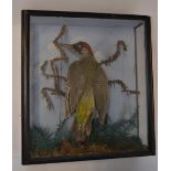 Cased taxidermy Eurasian Green Woodpecker with scenic background, W32.4cm D11cm H34.9cm