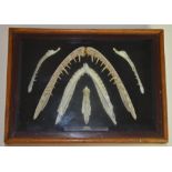 Framed set of predatory animals jaws, possibly a snake/Anaconda. Glass and wood case with silver