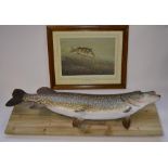 Large "stuffed" wall hanging taxidermy Pike on a plain wood mount, approx L102.5cm and a limited