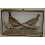Wall hanging cased pair of taxidermy pheasants, male and female on scenic background, glass front,