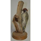 Taxidermy Green Woodpecker on a section of tree branch, no case, approx H39cm