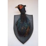 Taxidermy Pheasant head on wood shield, W15.7 H31cm