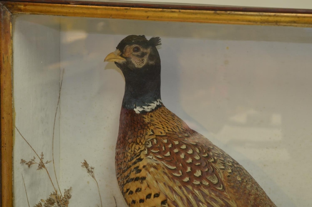 Wall hanging cased pair of taxidermy pheasants, male and female on scenic background, glass front, - Image 2 of 4