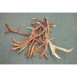 Large collection of fallow deer antlers