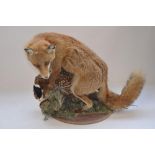 Taxidermy diorama of a Red Fox with its kill, approx L66cm, approx H46cm