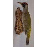 Open taxidermy wall mounted Eurasian Green Woodpecker, approx L32cm