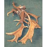 Collection of fallow deer antlers