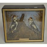 Pair of Middle Spotted taxidermy Woodpeckers in a scenic diorama setting in a wood glass fronted