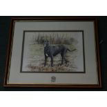 Framed watercolour of a lurcher/pointer type hunting dog, signed J Nichols W54cm H44cm