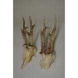 Two young Roe Deer half skulls with antlers (2)