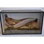 Cased taxidermy male and female Pheasants on scenic terrain with painted background, W96.5cm D27.1cm