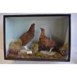 Cased pair of taxidermy Red Grouse, "Killed By Major Duncan Shaw At Bolton Abbey, Aug 1912", W61.5cm