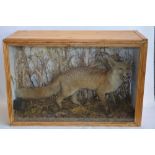 Cased taxidermy adult Fox in scenic setting with a Black Grouse. W96xD38.5xH63cm