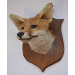 Taxidermy Fox head on wood shield, shield W20cm