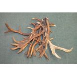 Large collection of fallow deer antlers