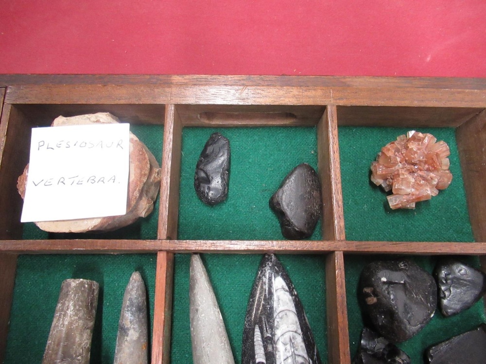 Box of Fossils and Minerals inc. Tigers Eye mineral, a piece of a Plesiosaur Vertebra, Whitby Jet, - Image 5 of 10