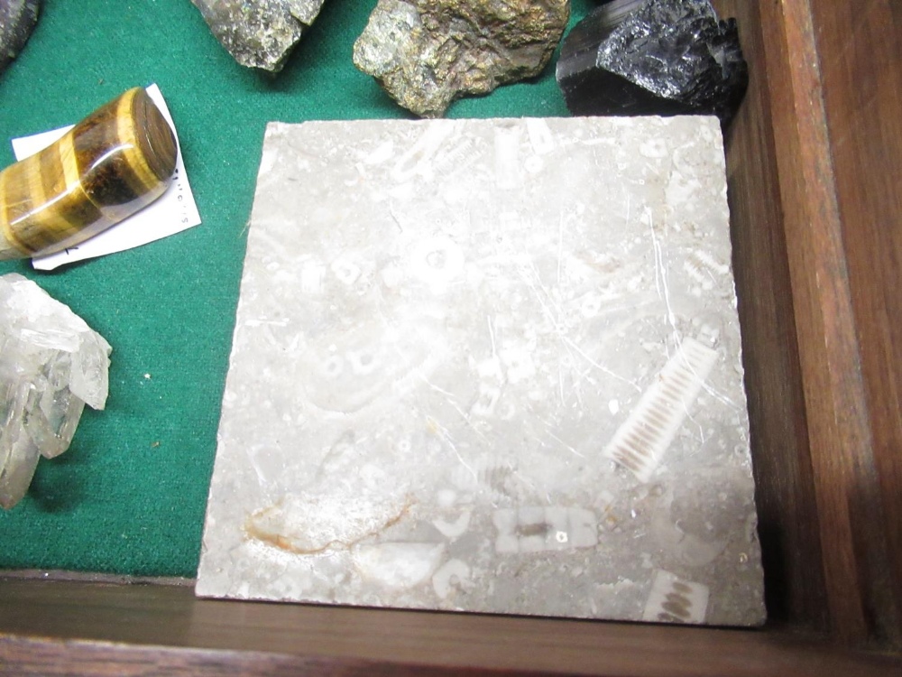 Box of Fossils and Minerals inc. Tigers Eye mineral, a piece of a Plesiosaur Vertebra, Whitby Jet, - Image 9 of 10